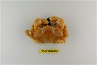 藏品(楊氏近扇蟹)的圖片